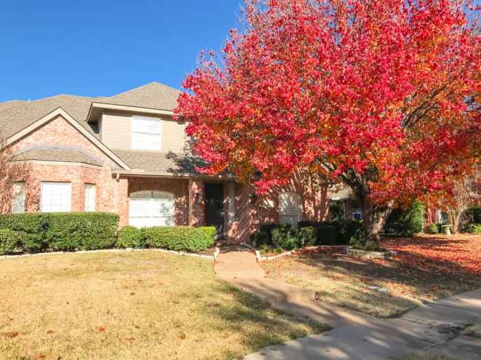 Tree to plant near house