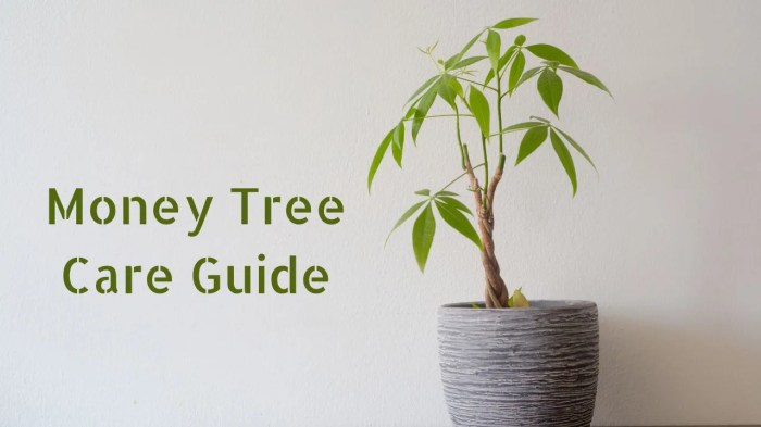 Money tree plant care tips