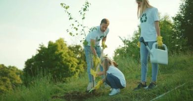 Plant a tree in memory of dog