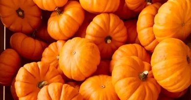 When should you plant pumpkin seeds