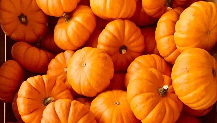 When should you plant pumpkin seeds