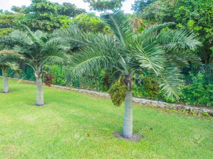 Mini palm tree plant outdoor