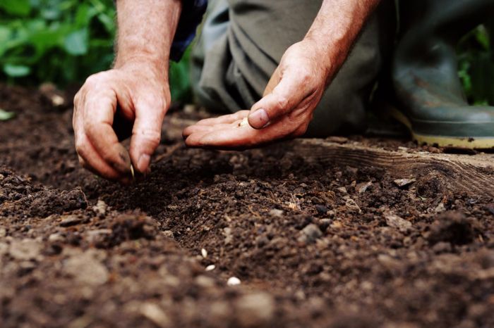 How to plant apple seeds