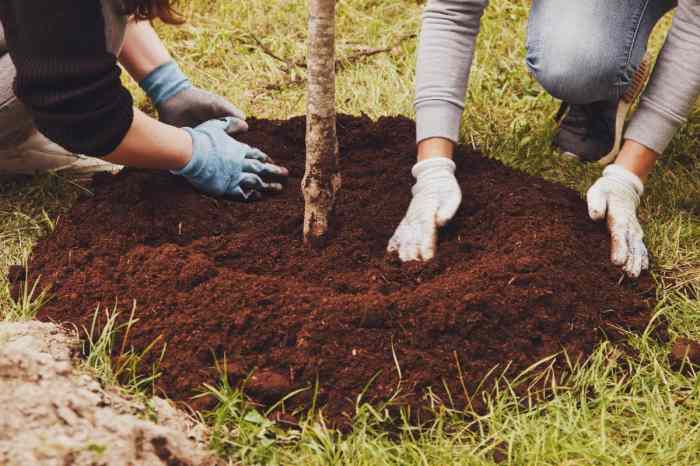 Planting tree plant trees day should tips forestry arbor urban instructions when plants garden landscaping kids fruit things root planted