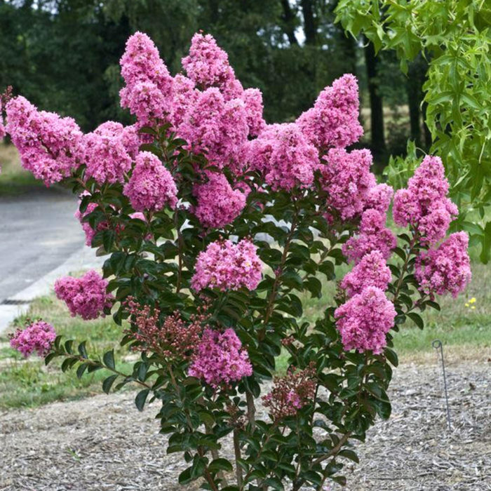 When to plant crepe myrtle tree