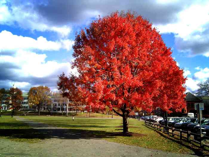 Best trees to plant for shade