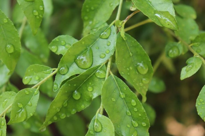 Curry leaf plant from seed