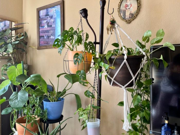 Dollar tree plant hanger