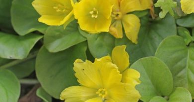 Creeping jenny plant seeds