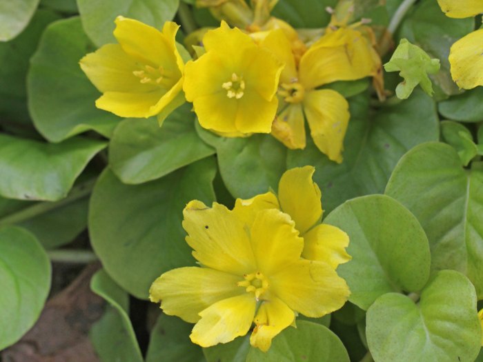 Creeping jenny plant seeds