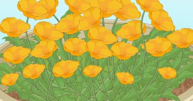 How to plant poppy seeds