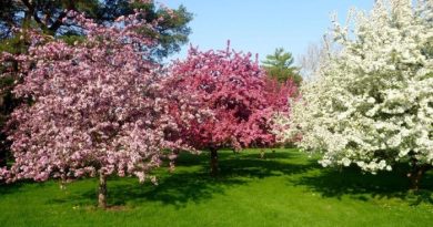 Best time to plant trees in nj