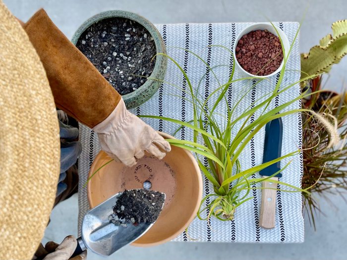 How to plant a ponytail palm tree