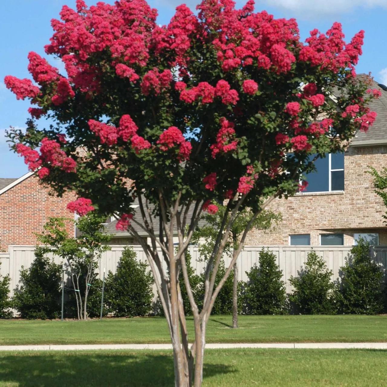 Myrtle crape trees crepe sale landscaping tree red myrtles backyard ideas plantingtree dwarf bush small plant garden front yard choose