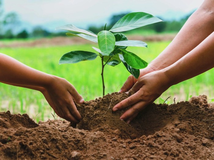 Trees to plant in spring