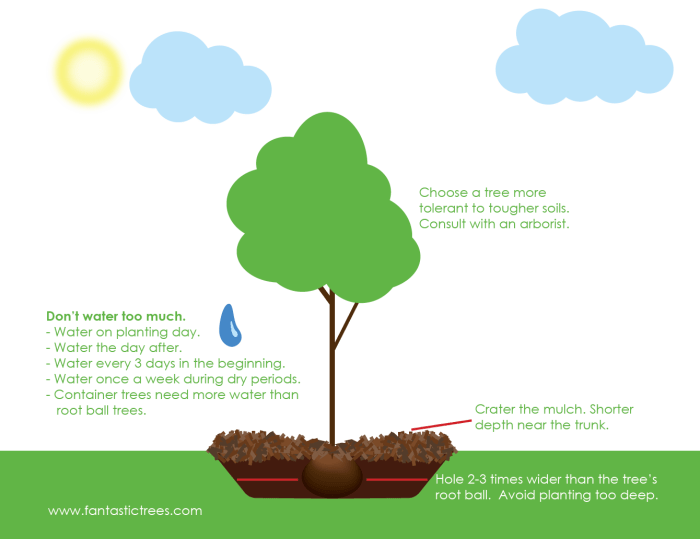 Best season to plant trees