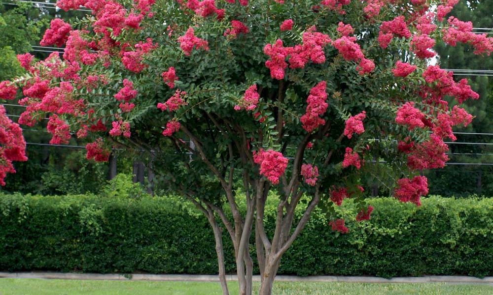 When to plant crepe myrtle tree