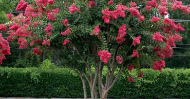 When to plant crepe myrtle tree