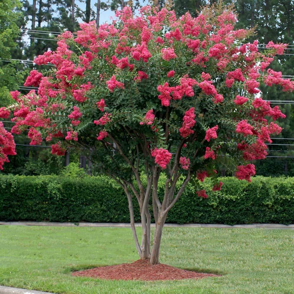 When to plant crepe myrtle tree