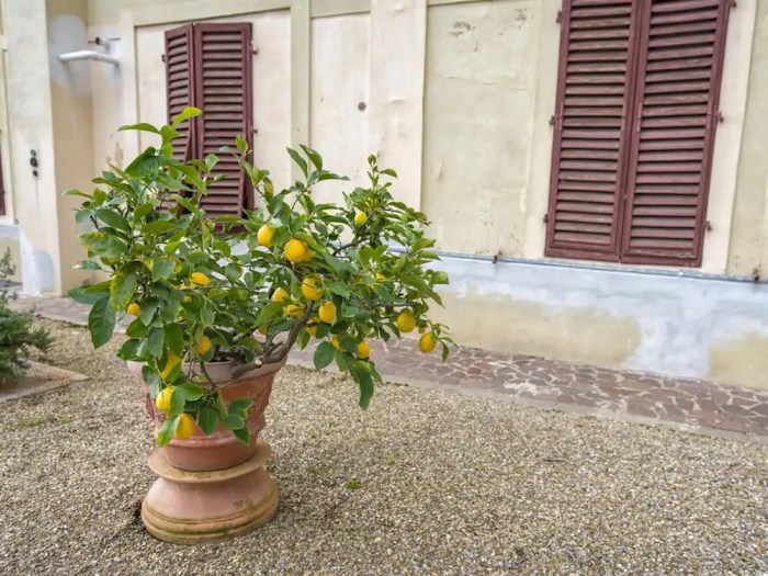 Plant a lemon tree in a pot