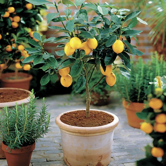 Plant a lemon tree in a pot