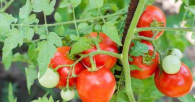 How to plant tomatoes from seeds