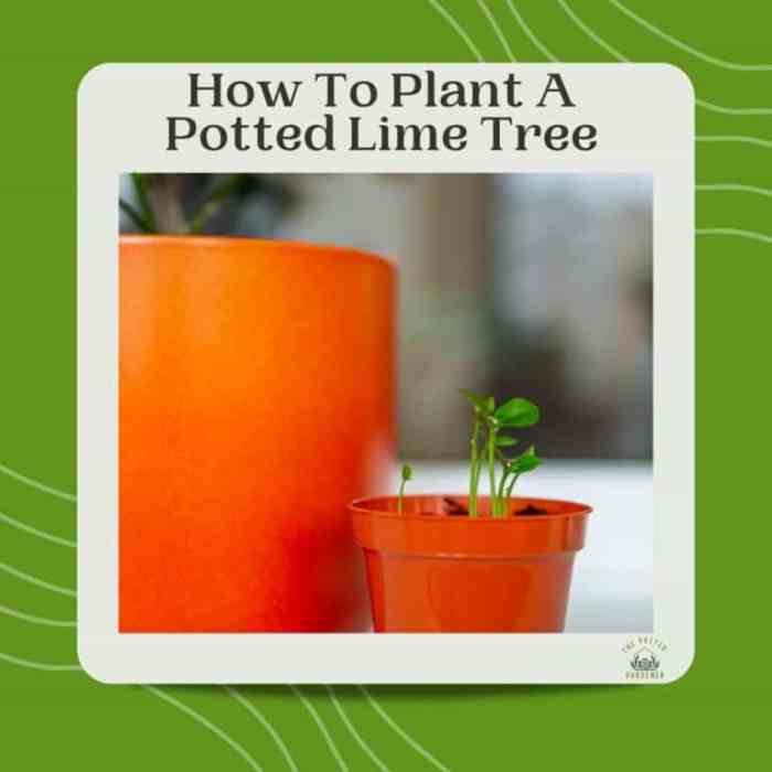 How to plant lime tree in pot