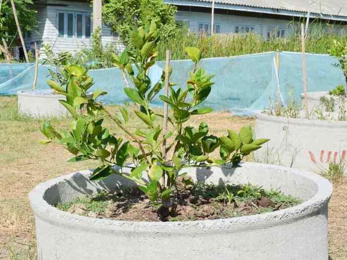 How to plant a key lime tree