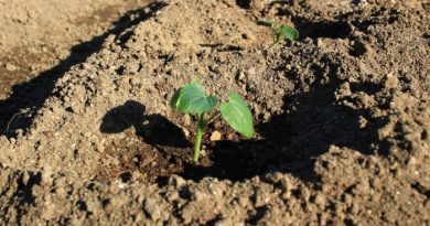 How do you plant okra seeds