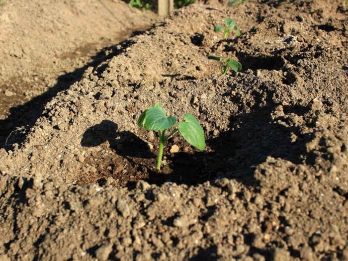 How do you plant okra seeds