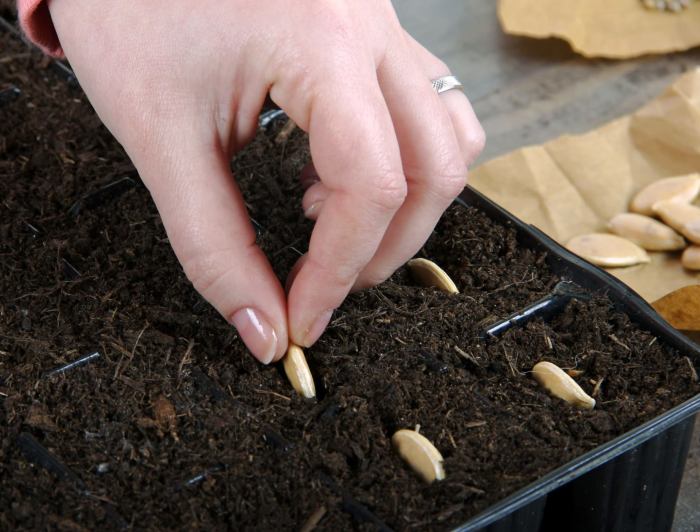 How to plant squash seeds