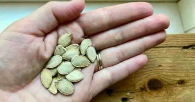 How to plant squash seeds