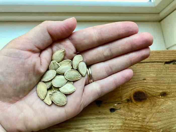 How to plant squash seeds