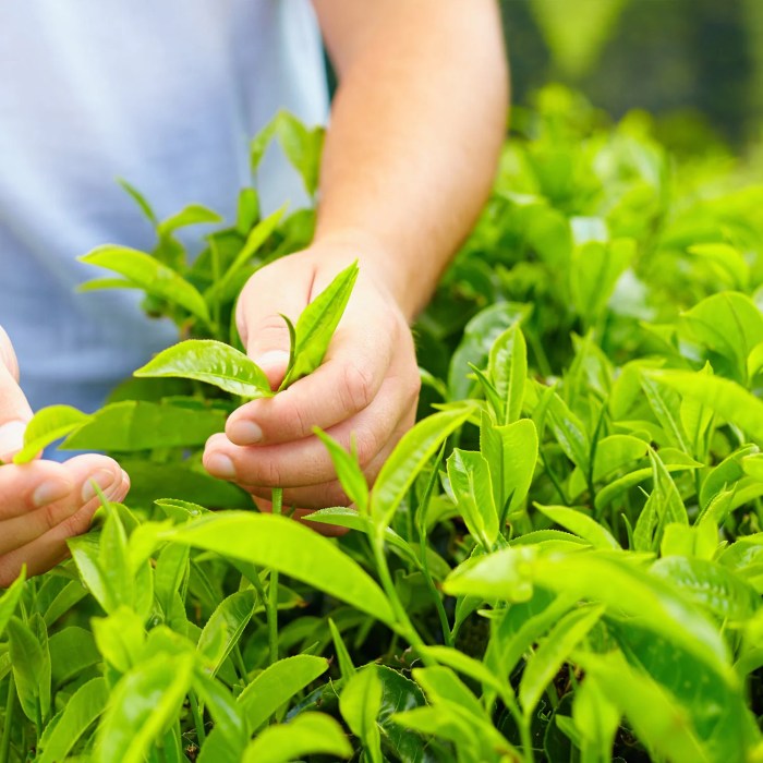 Where to buy a tea tree plant