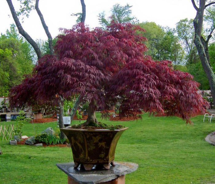 Plant tree in container