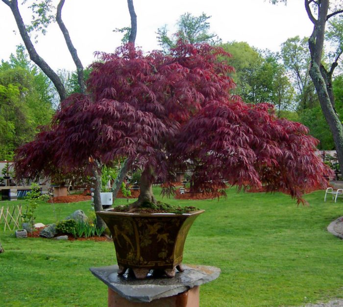 Plant tree in container