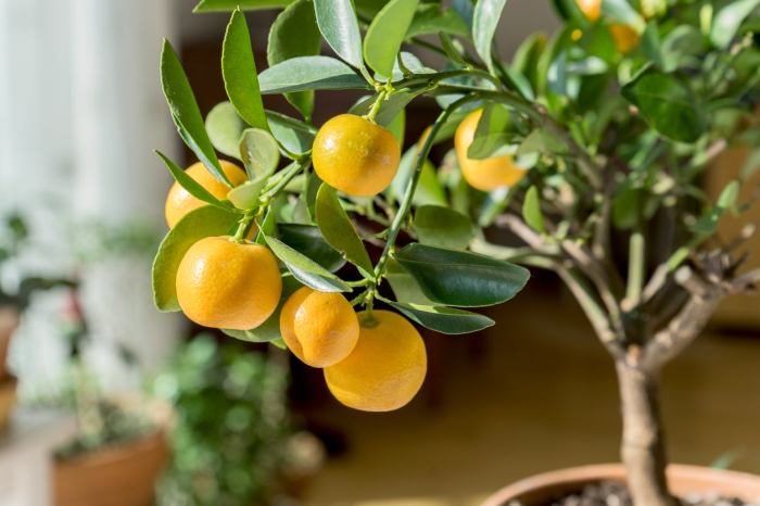 How to plant a citrus tree