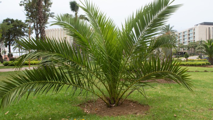 Mini palm tree plant outdoor