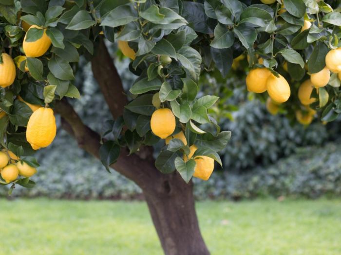 How to plant a citrus tree