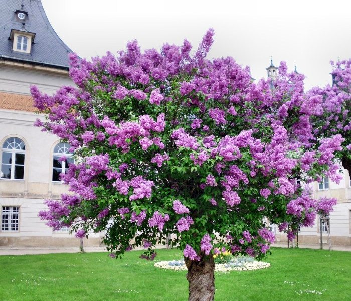 I will plant you a lilac tree