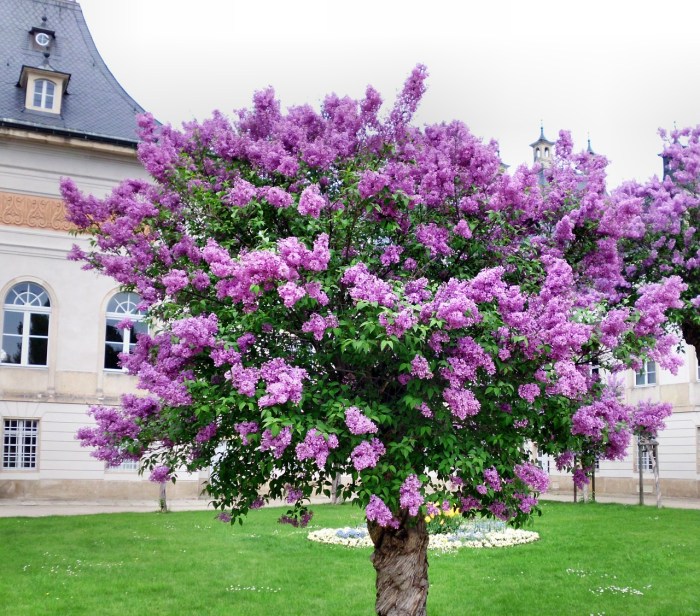 I will plant you a lilac tree