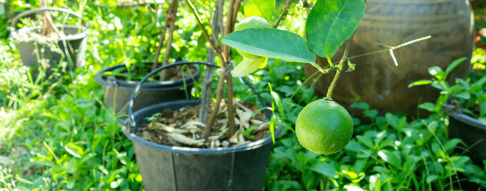 How to plant a key lime tree