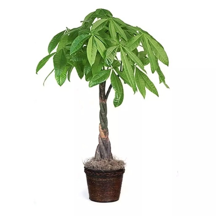 The money tree plant