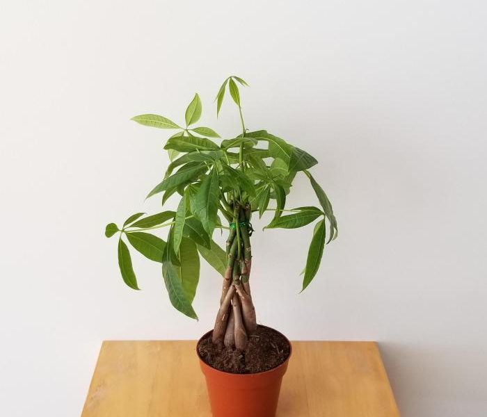 Money tree plant house favourite comments indoorgardening