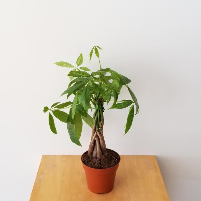 Money tree plant house favourite comments indoorgardening