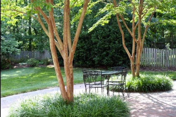 Best small trees to plant near house