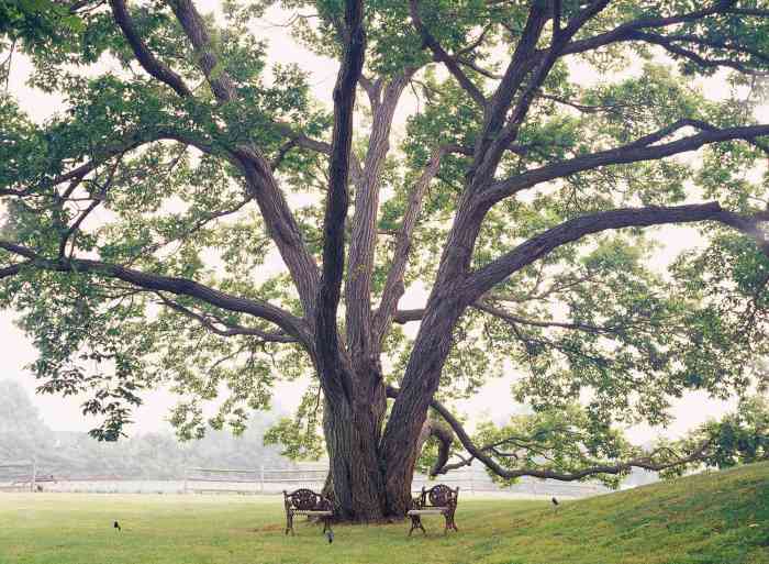 Best trees to plant for shade