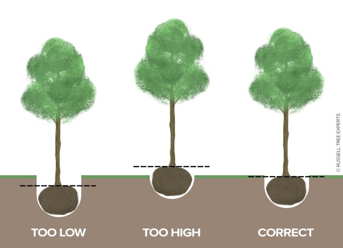 How deep to plant tree