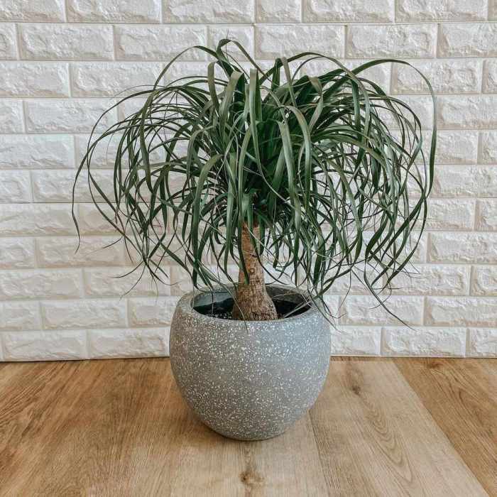 How to plant a ponytail palm tree