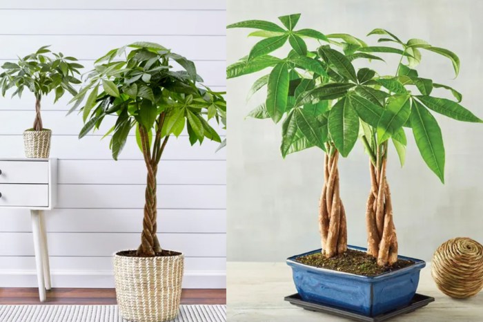 Money tree plant care tips